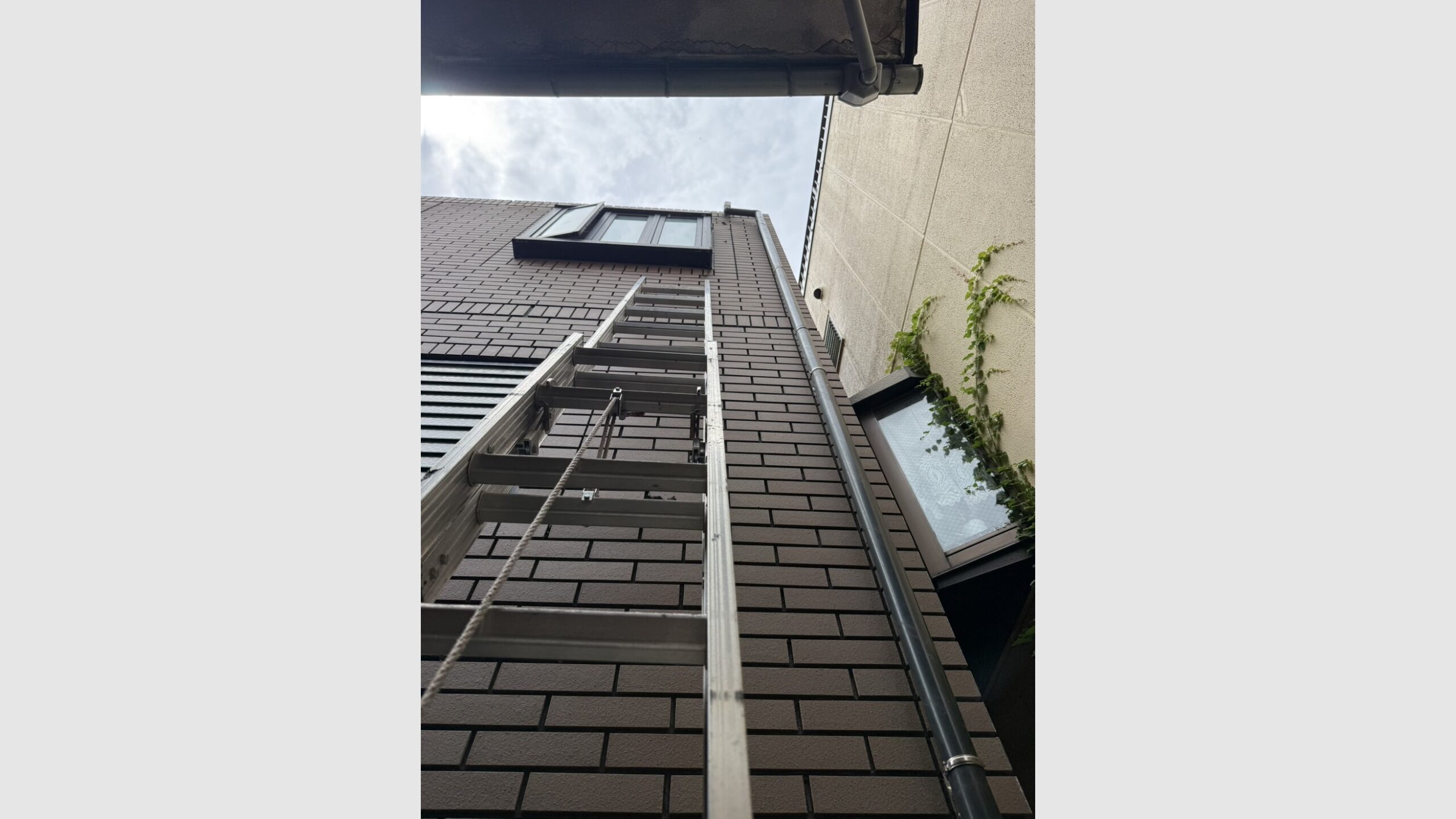 壁一面のツタ撤去工事